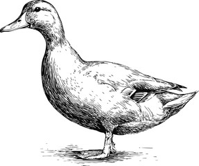 Poster - Intricate black and white sketch of a duck showing detailed feathers. Vector illustration