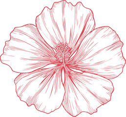 Poster - Detailed red line art illustration of a hibiscus flower. Vector illustration