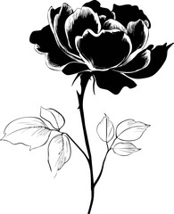 Aufkleber - Black and white illustration of a rose with leaves, artistic floral design. Vector illustration