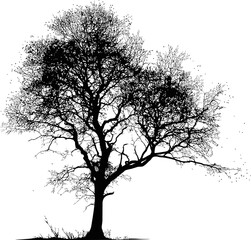 Poster - Silhouette of a large leafless tree with intricate branches, black and white art. Vector illustration