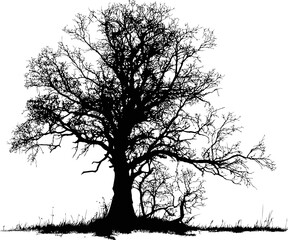 Poster - Silhouette of a large leafless tree against. Vector illustration