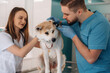 © standret - Ear checking. Veterinarians are with Akita Inu dog in clinic