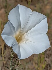 Poster - A large white flower with delicate petals in full bloom