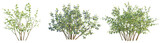 Vaccinium myrtillus Tree 4k cutout transparent background