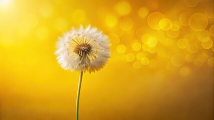 Poster - Golden Hour Dandelion A Single Seed Head Against a Bright, Bokeh Background, Symbolizing Wishes and the Passage of Time