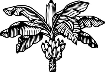 banana tree with large tropical leaves and hanging fruit bunch botanical black and white illustratio