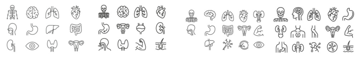 Poster - Collection of human organ illustrations depicting anatomy features in a clear and educational format