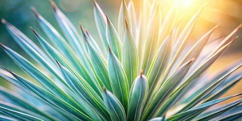 Poster - Radiant Sunlight Illuminating the Vivid Hues of a Succulent Plant's Striking, Pointed Leaves