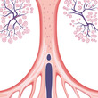 © fransisca - Detailed Lung Anatomy Illustration of Alveoli and Bronchioles in Cross Section Graphic Showing Respiratory System Structure and Bronchial Network