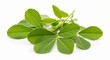 © Irfan - Fresh Methi Fenugreek Leaves Isolated White Background Healthy Indian Herb Spice