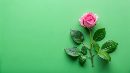 Poster - A single pink rose with vibrant green leaves rests elegantly on a smooth, pastel green background, creating a minimalist floral image perfect for various design projects.