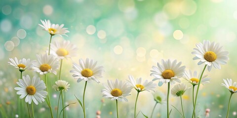 Poster - A serene field of daisies basking in the soft glow of a gentle spring morning, their pristine white petals and sunny yellow centers radiating tranquility and natural beauty.