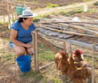 © JackF - Positive elderly woman working on smallholding on summer day, collecting fresh chicken eggs in poultry house