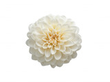 A pristine white dahlia blossom with delicate petals gracefully unfolds, its gentle curves creating a captivating floral masterpiece against a stark white background.