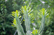 © deepshikha - The top sections of several ribbed, columnar succulent stems (Euphorbia) rise vertically, crowned with clusters of vibrant light green new leaves. Plant is set against a soft, blurred background.