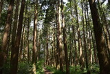 スギの木 針葉樹林