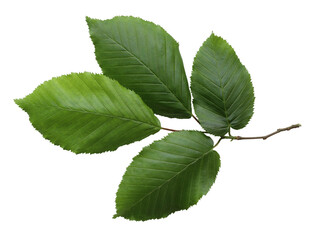 Wall Mural - Fresh green branch of hornbeam. Shiny leaves, natural foliage. Vibrant leaf cluster, lush greenery decoration. Botanical natural element for design projects isolated on transparent background. Flat la