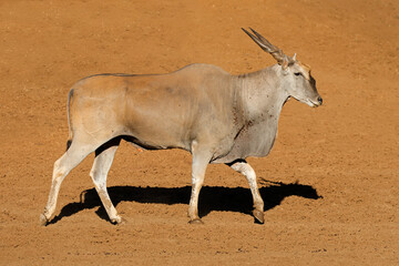 Wall Mural - a male eland antelope (tragelaphus oryx) walking in natural habitat, mokala national park, south afr