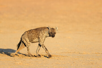 Wall Mural - a spotted hyena (crocuta crocuta) walking in natural habitat, kalahari desert, south africa