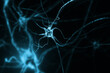 © Cosma Andrei/Stocksy - Anatomy background with neuron cells
