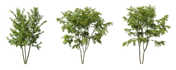 Fototapete - Cut out greenery trees collection on transparent backgrounds. high quality 3d rendering. png format	
