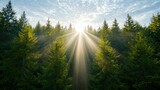 Sun Rays Through Forest Trees, Morning Light
