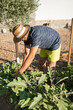© Lupe Rodriguez/Stocksy - Elderly man harvesting onions in a vegetable garden