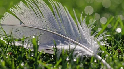 Poster - Gentle feather breeze and delicate white feather on fresh green grass with morning dew, simple composition for peaceful morning