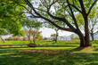 © ma yic/Stocksy - Empty swing under a tree in the park