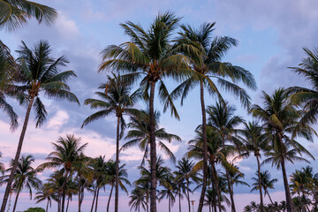 Poster - Silhouetted palm trees of Miami Beach stand tall against a vibrant sunset sky