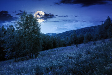 Wall Mural - landscape with forest on the hill in summer at night. beautiful scenery with trees under blue sky wi