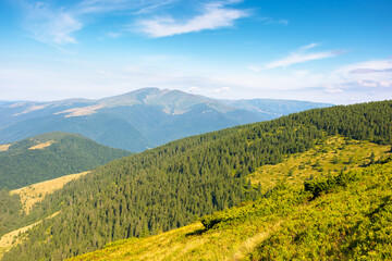 Wall Mural - travel background of carpathian mountain landscape in summer. fir forest on the hillside in the fore
