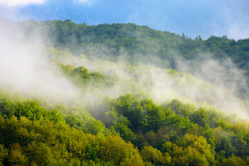 Wall Mural - fog evaporating above the foliage forest on the hill. scenic mountainous nature scenery of transcarp