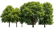 © okayon - Collection of Verdant Trees Isolated on a Clean White Background