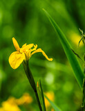kwiat, charakter, jardin, roślin, jary, lato, roz, hayfield, gras, pola, fiolet, beuty, flora, kwiatowy, piękne, krajobraz, barwa, feuille, barwnie, ogrodnictwo, dzika, blękit