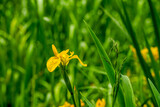 kwiat, charakter, jardin, roślin, jary, lato, roz, hayfield, gras, pola, fiolet, beuty, flora, kwiatowy, piękne, krajobraz, barwa, feuille, barwnie, ogrodnictwo, dzika, blękit