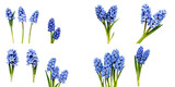 Blue hyacinths floral composition on transparent background featuring various arrangements of spring flowers suitable for greetings or decorations, ideal for Women's Day or Mother's Day celebrations.