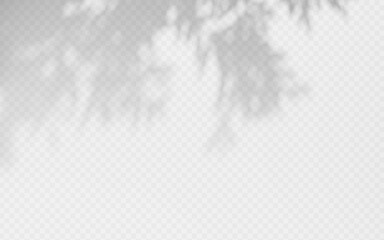 Wall Mural - shadow overlay from a tree branch isolated on a transparent background.