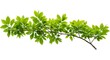 © Jun - Vibrant Spring Branch: Nature's Embrace