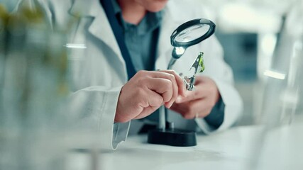 Poster - Science, lab and person with magnifying glass for plant for medical research, natural vaccines and medicine. Healthcare, pharmaceutical and scientist for gmo study, medicinal analysis and experiment