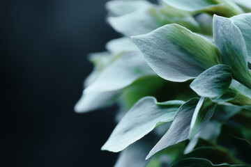 Poster - Delicate leaf texture, soft green foliage, close up, natural pattern, botanical detail, serene mood