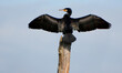 Great Cormorant (Phalacrocorax carbo) drying wings on a tree stump