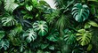 © muhammadarslan - Dense Arrangement of Vibrant Tropical Plants with Monstera, Palm, and Fern Leaves