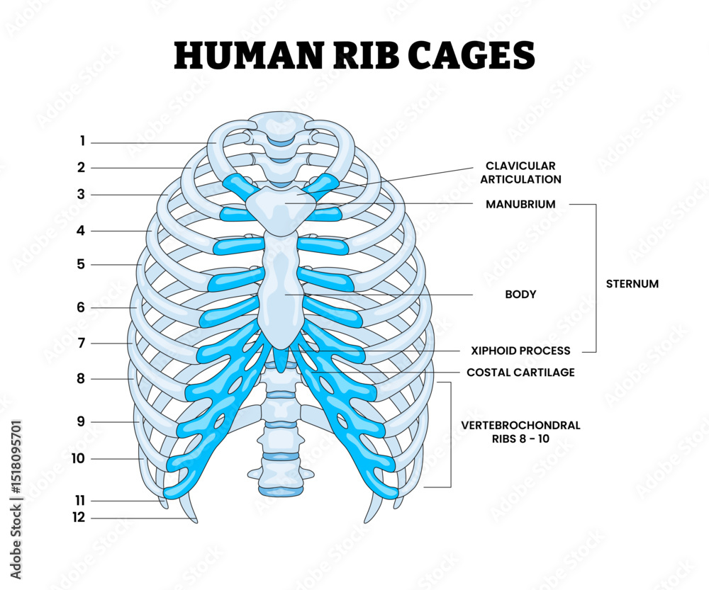 Human Rib Cages Structure Anatomy Diagram, Educational Medical Poster ...