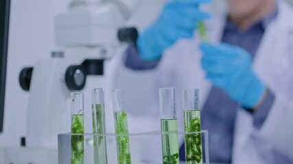 Wall Mural - asian researcher using a microscope in the clinical lab.male researcher working in the clinical labo