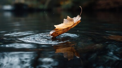 Poster - A leaf floating on the surface of a body of water