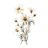 Daisy flowers frames daisy art white vector Daisy flowers frames daisy art white vector