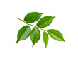 © Fridocha - Glossy Green Leaves on a Branch Detailed Veins and Vibrant Color