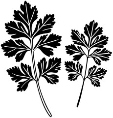 Wall Mural - coriander leaves