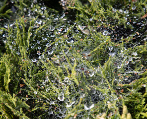 Wall Mural - A spider web is on a plant with water droplets on it